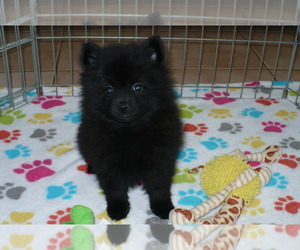 Pomeranian Puppy for sale in ORO VALLEY, AZ, USA