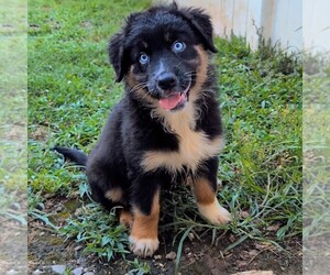 Australian Shepherd Puppy for sale in SOUTH HILL, VA, USA