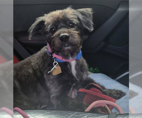 Medium Photo #3 Lhasa Apso-Unknown Mix Puppy For Sale in Ventura, CA, USA