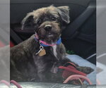 Small #2 Lhasa Apso Mix