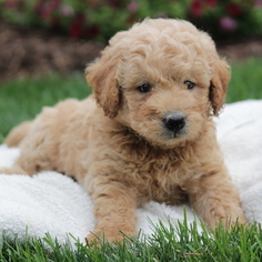 Goldendoodle-Poodle (Miniature) Mix Puppy for sale in GAP, PA, USA