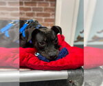 Small #2 American Staffordshire Terrier-Labrador Retriever Mix