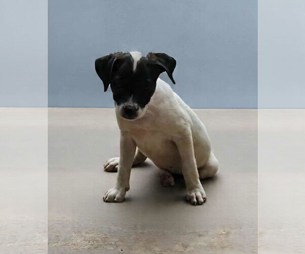Medium Photo #5 Rat Terrier-Unknown Mix Puppy For Sale in Wakefield, RI, USA