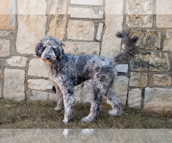 Medium Photo #18 Aussiedoodle Puppy For Sale in McKinney, TX, USA