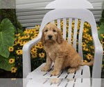 Small Photo #11 Goldendoodle Puppy For Sale in SEBRING, OH, USA