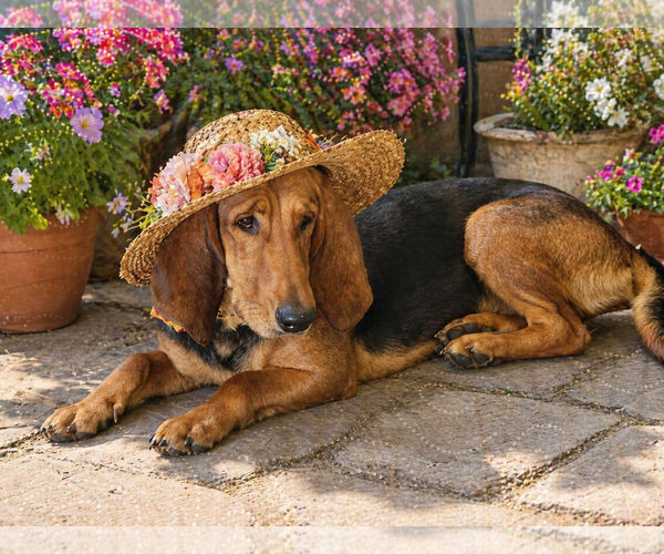 Medium Photo #1 Basset Hound Puppy For Sale in Mt. Laurel, NJ, USA