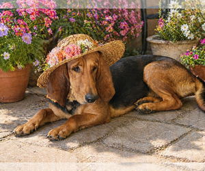 Basset Hound Dogs for adoption in Mt. Laurel, NJ, USA