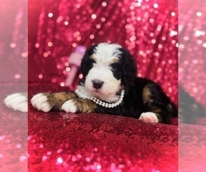 Bernedoodle Puppy for sale in SIMI VALLEY, CA, USA