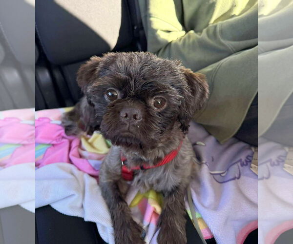 Medium Photo #4 Shih Tzu Puppy For Sale in Yuba City, CA, USA