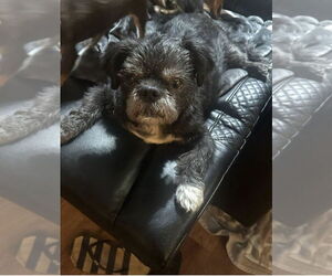 Shih Tzu Dogs for adoption in Jackson Township, NJ, USA