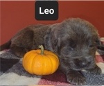 Small Photo #3 Tibetan Mastiff Puppy For Sale in PRINCETON, MN, USA
