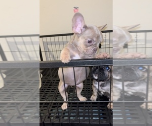 French Bulldog Puppy for sale in TOLLESON, AZ, USA