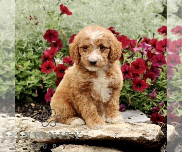 Medium Photo #4 Goldendoodle (Miniature) Puppy For Sale in LITITZ, PA, USA