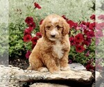 Small #3 Goldendoodle (Miniature)