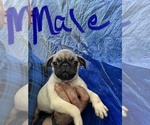 Small #2 Pug
