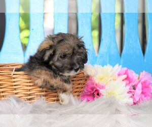 Australian Shepherd-Poodle (Toy) Mix Puppy for sale in FREDERICKSBG, OH, USA