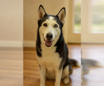 Small Siberian Husky