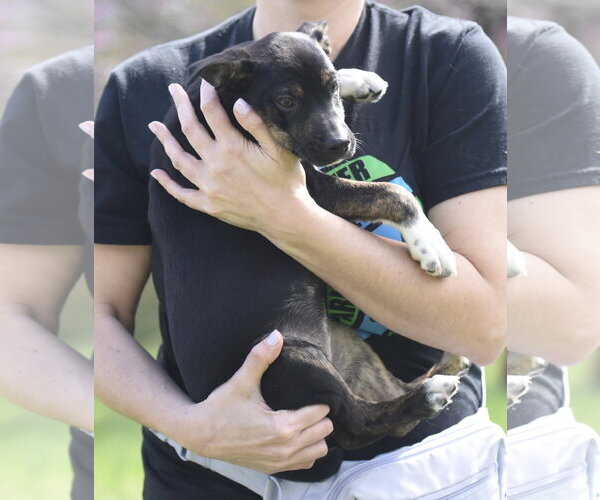 Medium Photo #2 Australian Shepherd-Chihuahua Mix Puppy For Sale in Mechanicsburg, PA, USA