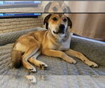 Small #2 Mutt