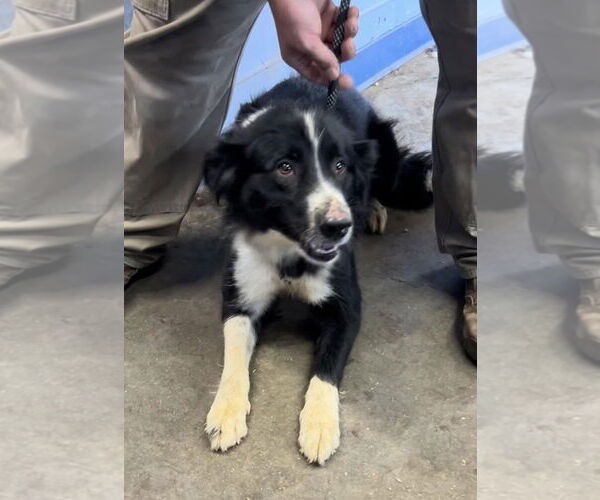 Medium Photo #2 Border Collie Puppy For Sale in Highland, IL, USA