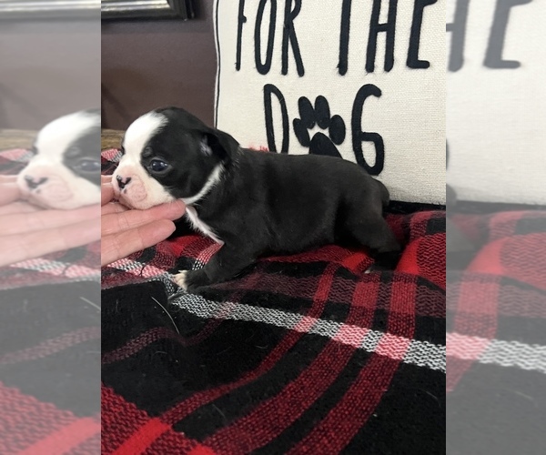 Medium Photo #4 Boston Terrier Puppy For Sale in NILES, MI, USA