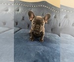 Small #21 French Bulldog