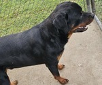 Small Photo #1 Rottweiler Puppy For Sale in WAVERLY, MO, USA