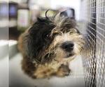 Small Mutt