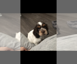 Cocker Spaniel Puppy for sale in VACAVILLE, CA, USA