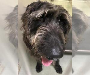 Poodle (Standard)-Unknown Mix Dogs for adoption in Placerville, CA, USA