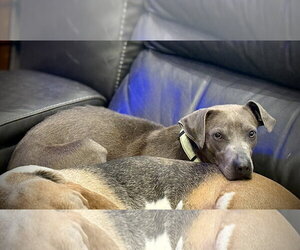 Ashly - Female Labrador Retriever-Unknown Mix Dog for Adoption - Photo #6