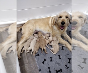 Mother of the Goldendoodle puppies born on 04/06/2022