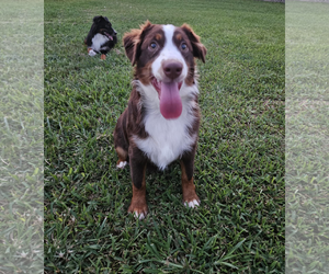 Australian Shepherd Dogs for adoption in Dumont, NJ, USA