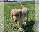 Small #4 Golden Retriever