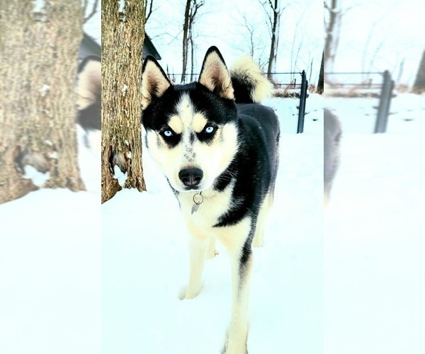 Medium Photo #1 Siberian Husky Puppy For Sale in STERLING, OH, USA