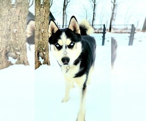 Siberian Husky Puppy for sale in STERLING, OH, USA