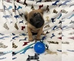 Small Photo #3 Belgian Malinois Puppy For Sale in SAINT GEORGE, UT, USA