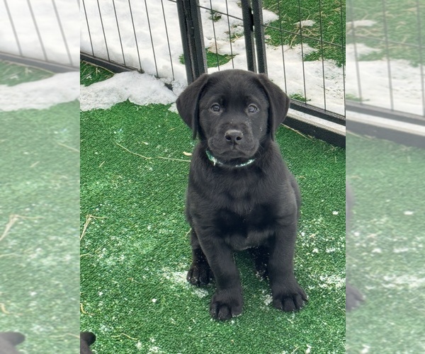Medium Photo #6 Labrador Retriever Puppy For Sale in LISBON, CT, USA