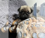 Small #3 Pug