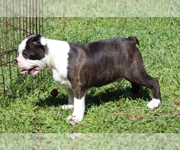 Medium Photo #12 Boston Terrier Puppy For Sale in BROOKSVILLE, FL, USA