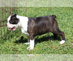 Small #11 Boston Terrier