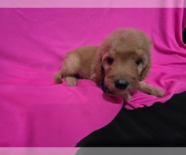 Medium Photo #5 Goldendoodle Puppy For Sale in DUBLIN, TX, USA