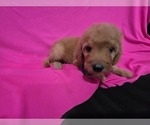 Small #4 Goldendoodle