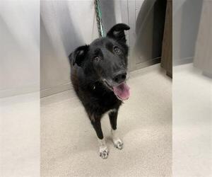 - Mix Dogs for adoption in Fairbanks, AK, USA