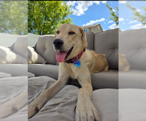 Labrador Retriever-Rhodesian Ridgeback Mix Dogs for adoption in MIDWAY, UT, USA