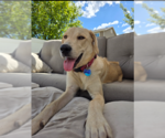 Small Labrador Retriever-Rhodesian Ridgeback Mix