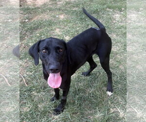 261393  Guppie - Female Labrador Retriever-Unknown Mix Dog for Adoption - Photo #2