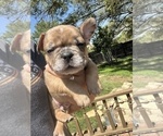 Small Photo #6 French Bulldog Puppy For Sale in AMARILLO, TX, USA