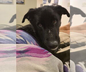 Gruff (TX) - Male Mutt Dog for Adoption - Photo #4