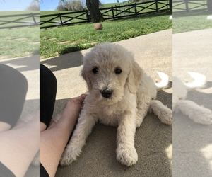Labradoodle Puppy for sale in WOODSTOCK, VA, USA